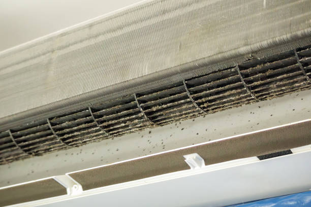 Best Air Duct Mold Removal  in Bodega Bay, CA